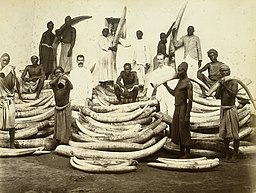 Elephants Ivory Trade (Ivory 1880s)