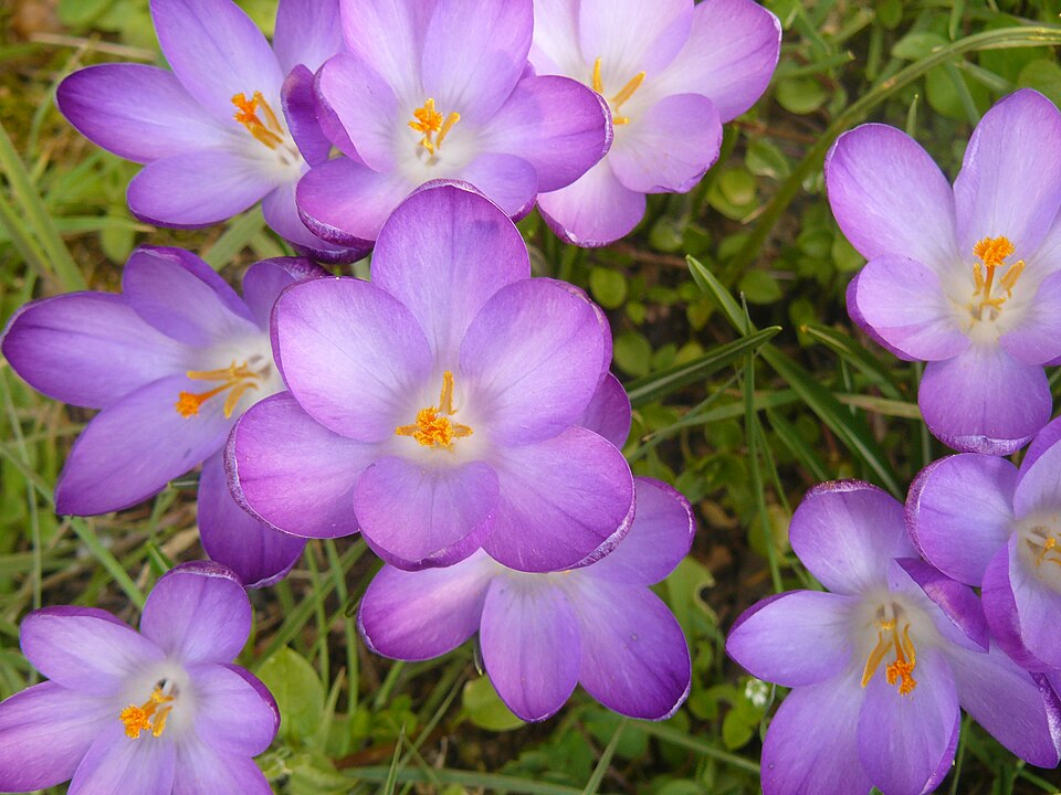 File:Crocus-2.jpg