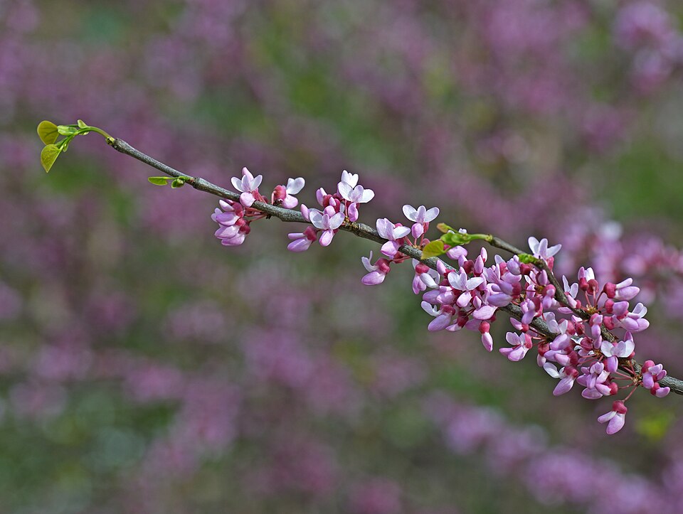 File:Eastern Redbud April.jpg