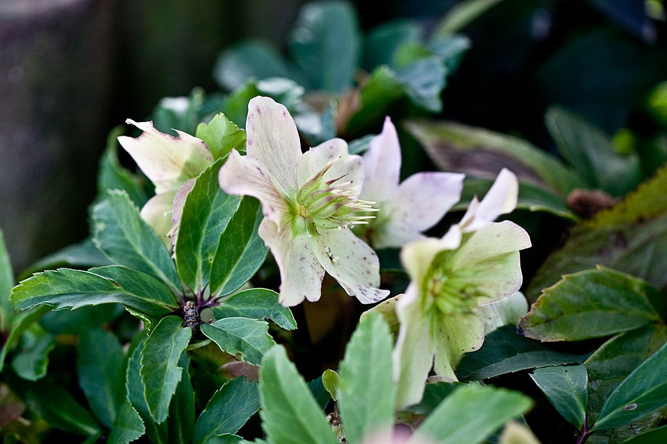 File:Flower, Corsican hellebore - Flickr - nekonomania.jpg