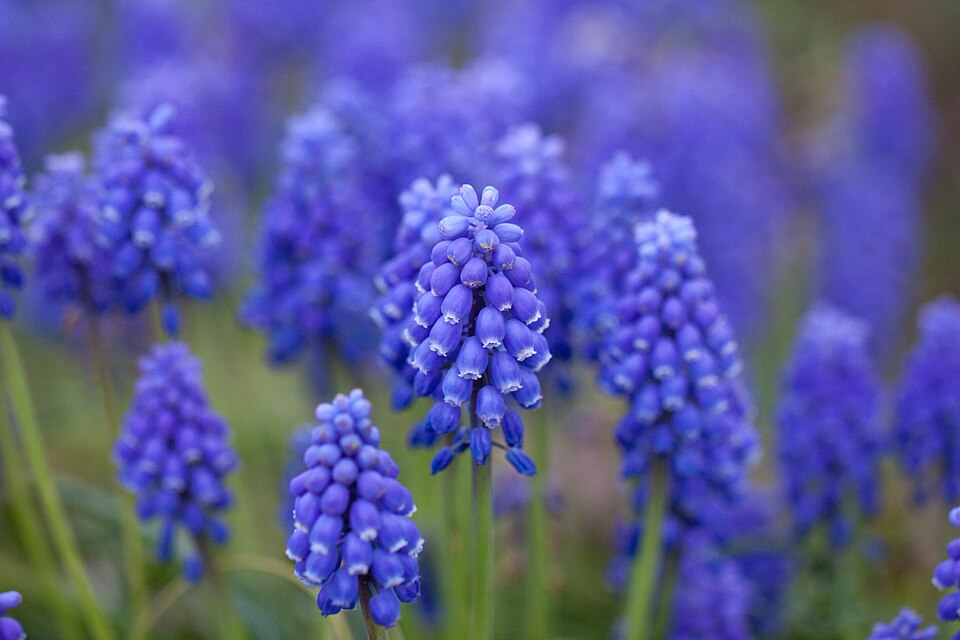 File:Flower, Grape hyacinth - Flickr - nekonomania.jpg