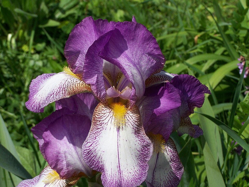 File:Iris L.jpg