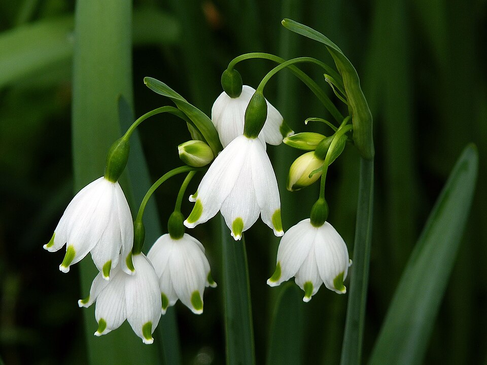 File:Leucojum aestivum 2010 4×3.jpg