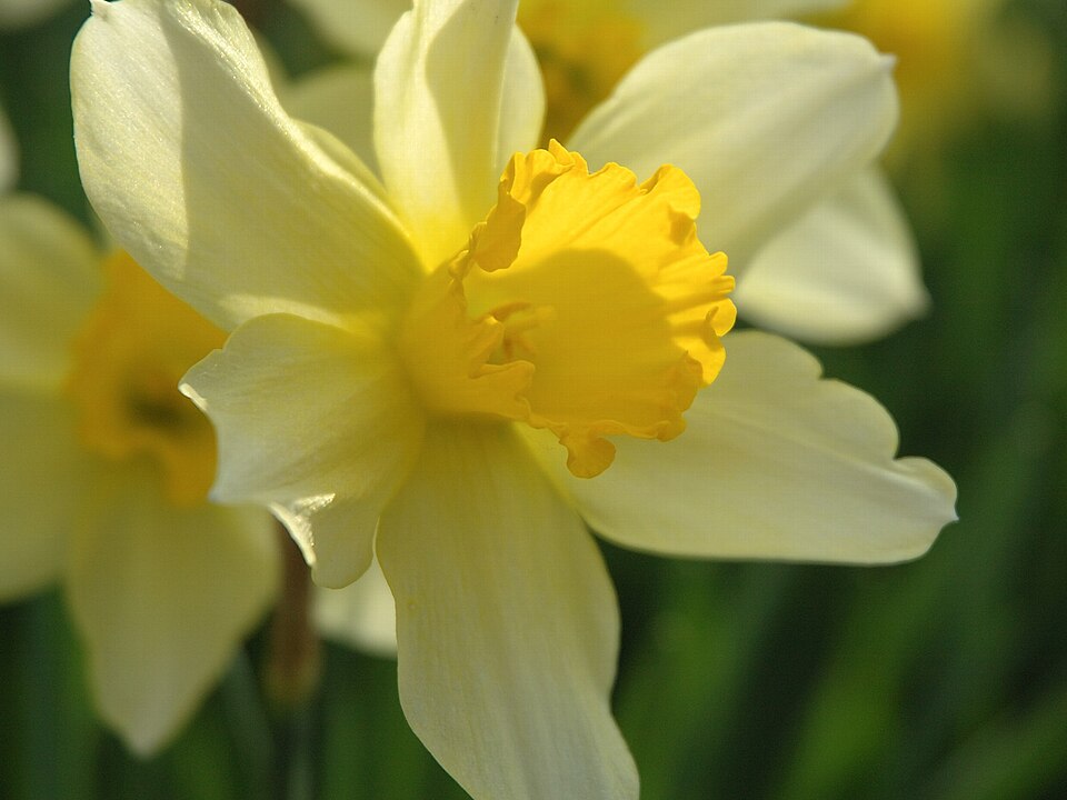 File:Narcissus 2005 spring 004.jpg
