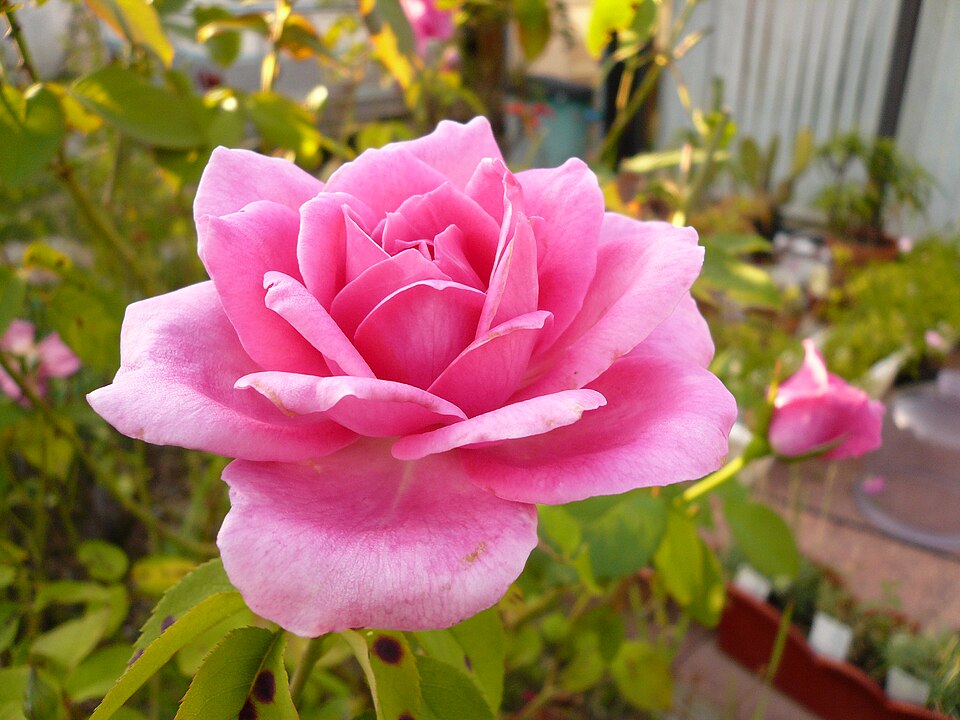 File:Rose rose.jpg
