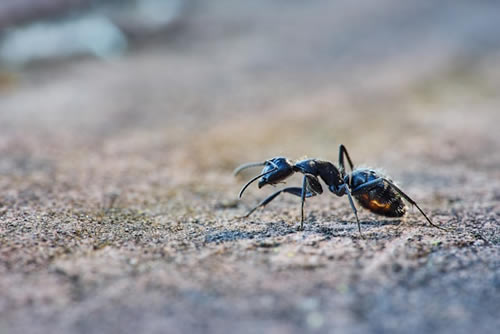 Ant