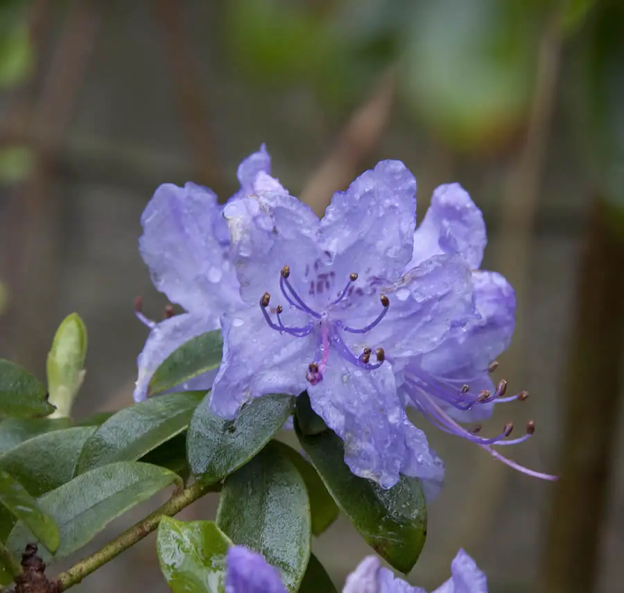 Azalea