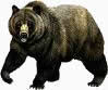 bear