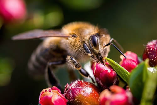 Bee