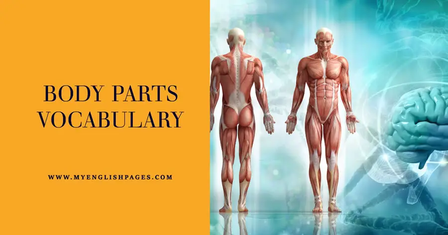 List of Parts of the Body Vocabulary