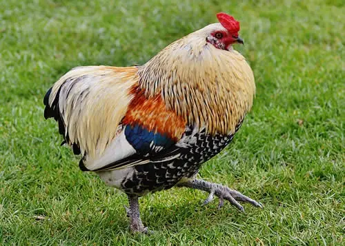 Chicken (Illustrated Animals)