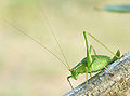 Cricket