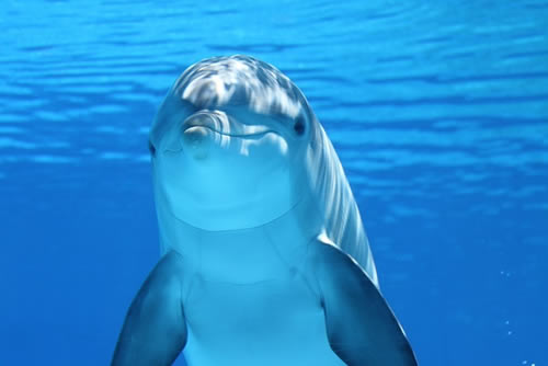 Dolphins (Illustrated Animal Vocabulary)