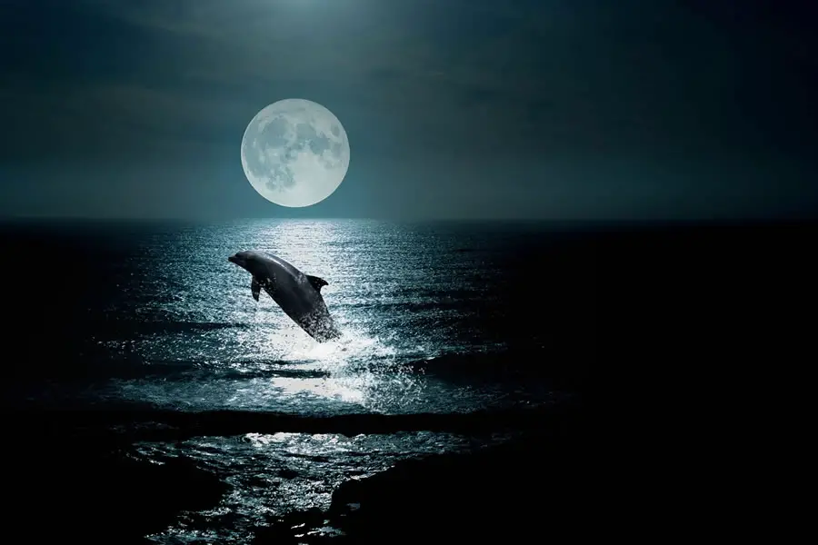 Dolphins (Reading Comprehension)