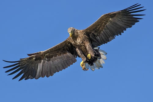 Eagle