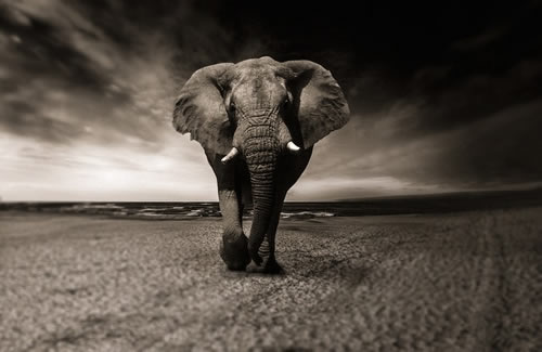 Elephant (Illustrated Animal Vocabulary)