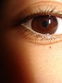 eye