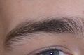 eyebrow
