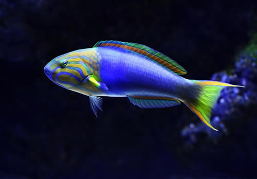 Fish ((Illustrated Animal Vocabulary)