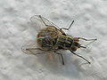 Fly