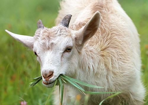 Goat (Illustrated Animals)