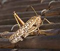 Grasshopper