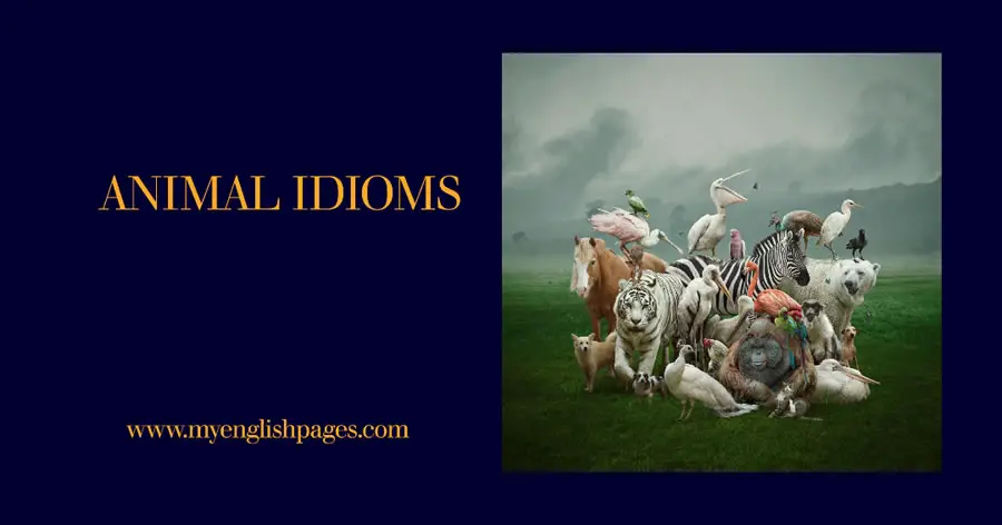 Idioms With Animals