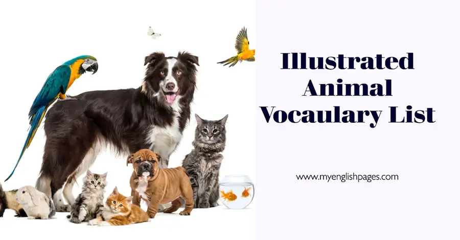 Illustrated Animal Vocabulary List
