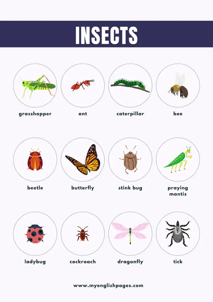 List of Insect Names in English