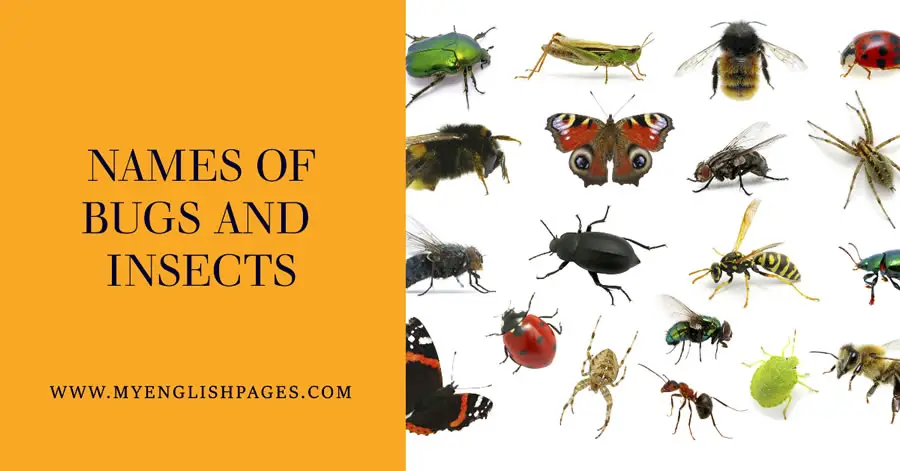 Insect and Bug Vocabulary List