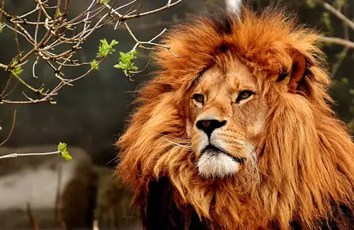 Lion (Illustrated Animal Vocabulary)