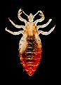 Louse