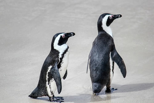 Penguin