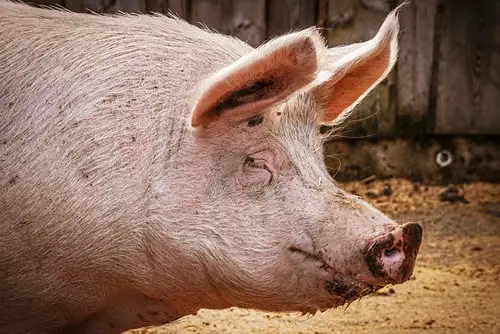 Pig ( (Illustrated Animals)