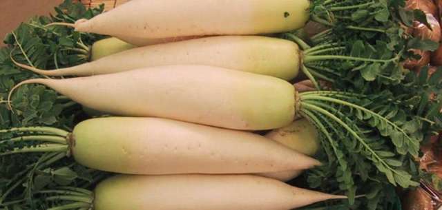 radish