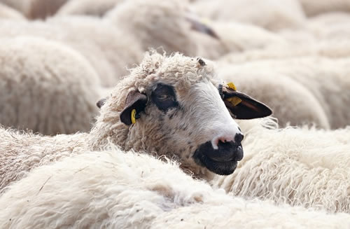 Sheep (Illustrated Animal Vocabulary)