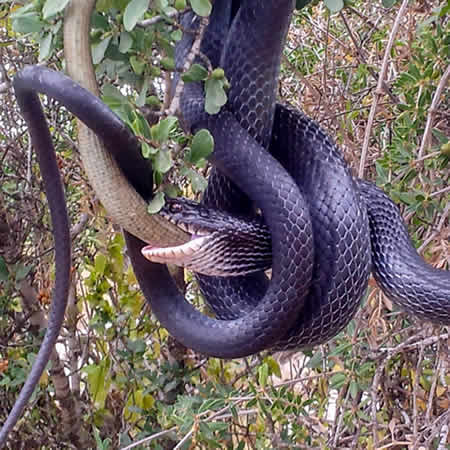 Reading Comprehension About Snakes