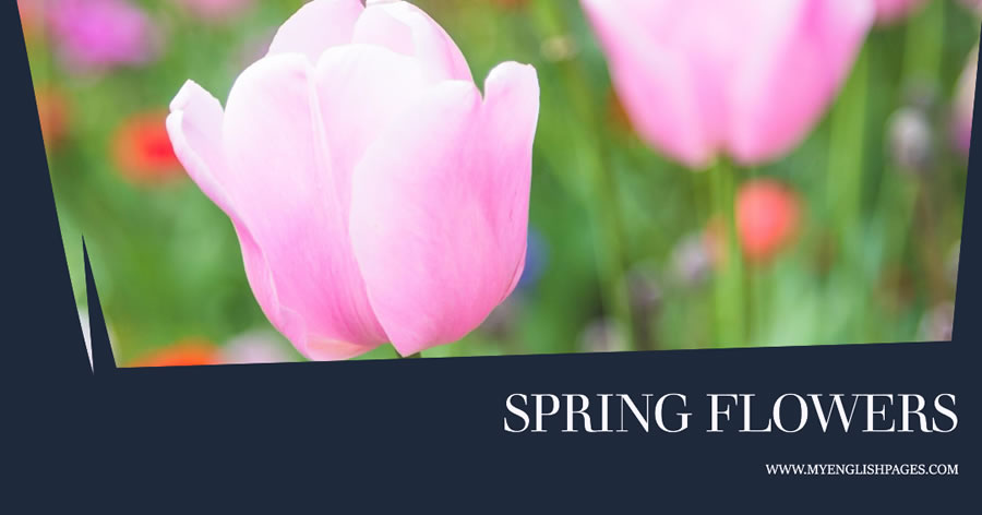 List of Spring Flowers Vocabulary