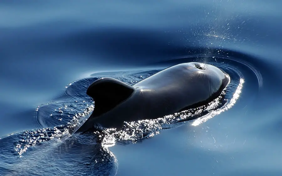 Exploring the World of Whales (Reading Comprehension)