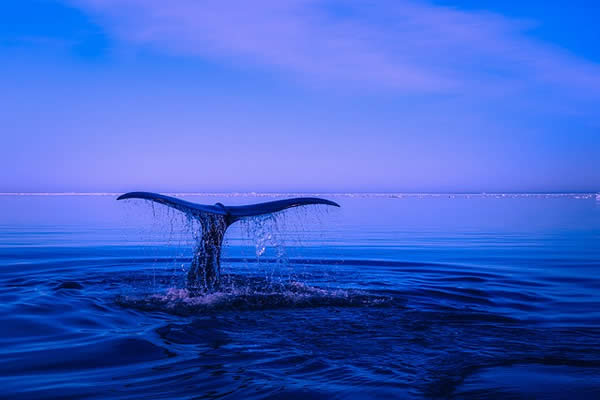 Do Whales Sleep?