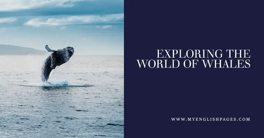 Exploring the World of Whales