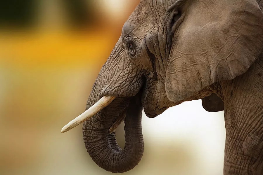 Elephants Ivory Trade